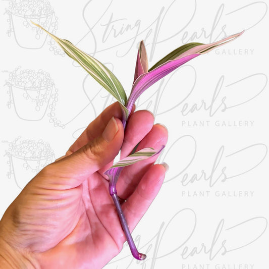 Tradescantia 'Nanouk' - CUTTING