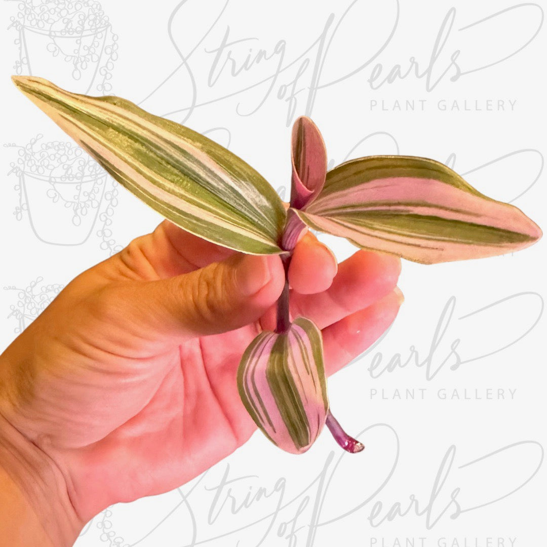 Tradescantia 'Nanouk' - CUTTING