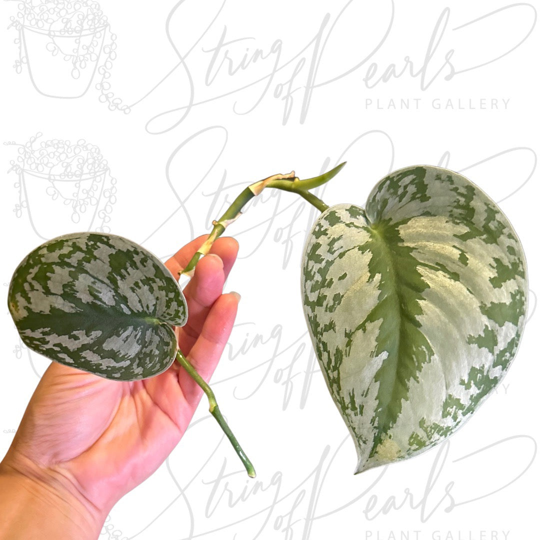 Rare Scindapsus Pictus 'Exotica' - CUTTING