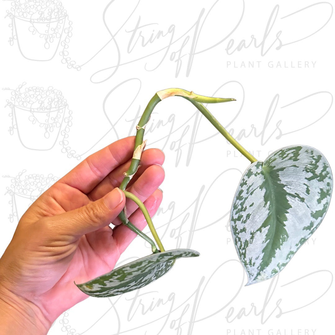 Rare Scindapsus Pictus 'Exotica' - CUTTING