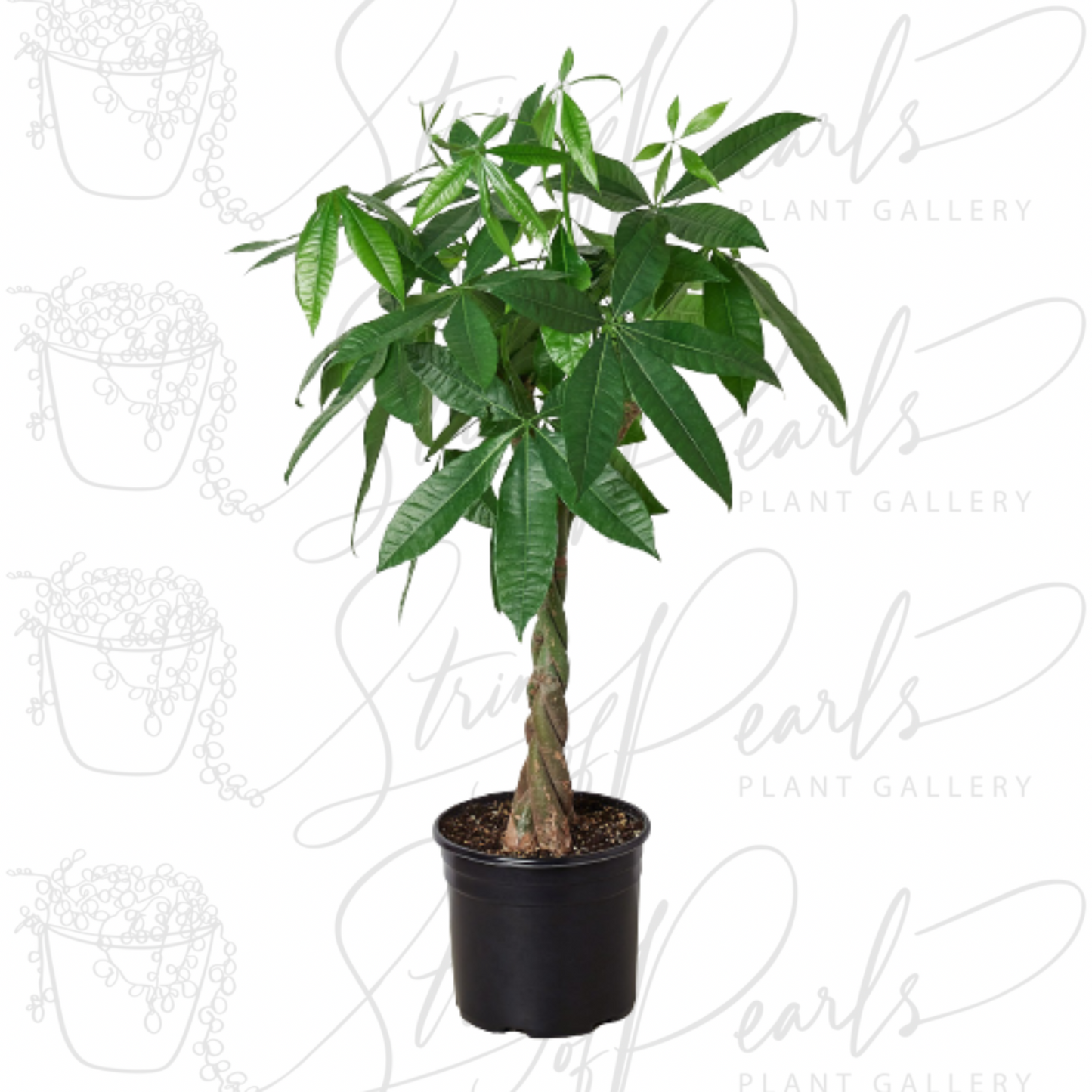 A photo of a braided Money Tree (Pachira aquatica) in a black pot. The plant features glossy, green leaves and a distinctive braided trunk, commonly associated with bringing good luck and prosperity.