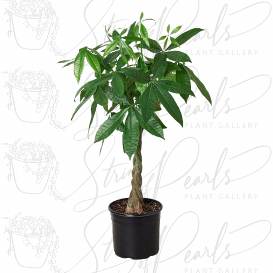 A photo of a braided Money Tree (Pachira aquatica) in a black pot. The plant features glossy, green leaves and a distinctive braided trunk, commonly associated with bringing good luck and prosperity.