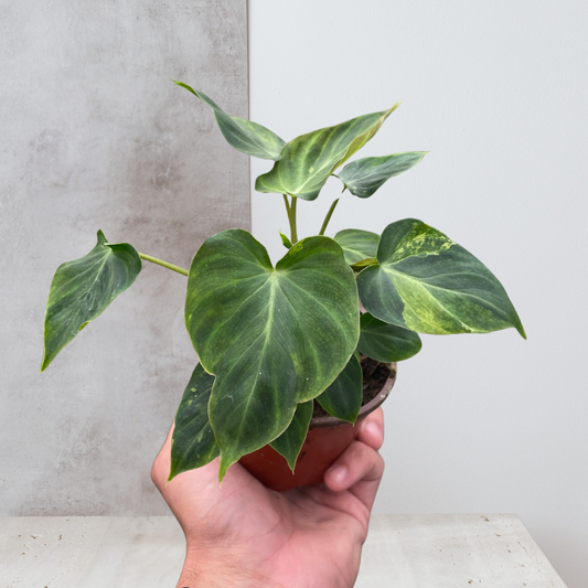 Philodendron 'Verrucosum'