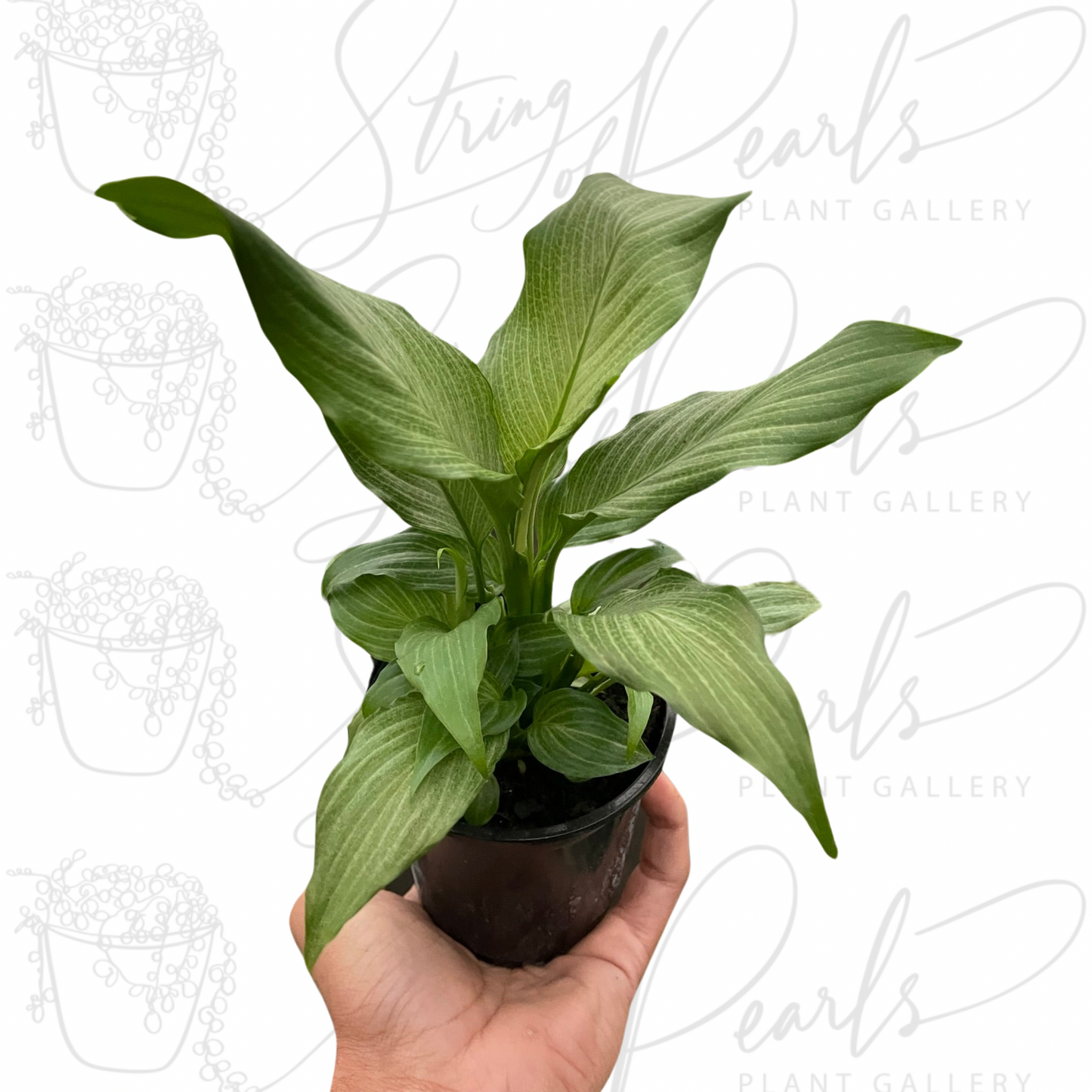 The plant in the photo is a Spathiphyllum 'Platinum Mist', commonly known as a Peace Lily. This variety is characterized by its striking silver-green leaves that have a misty appearance, adding a unique touch to the classic Peace Lily.