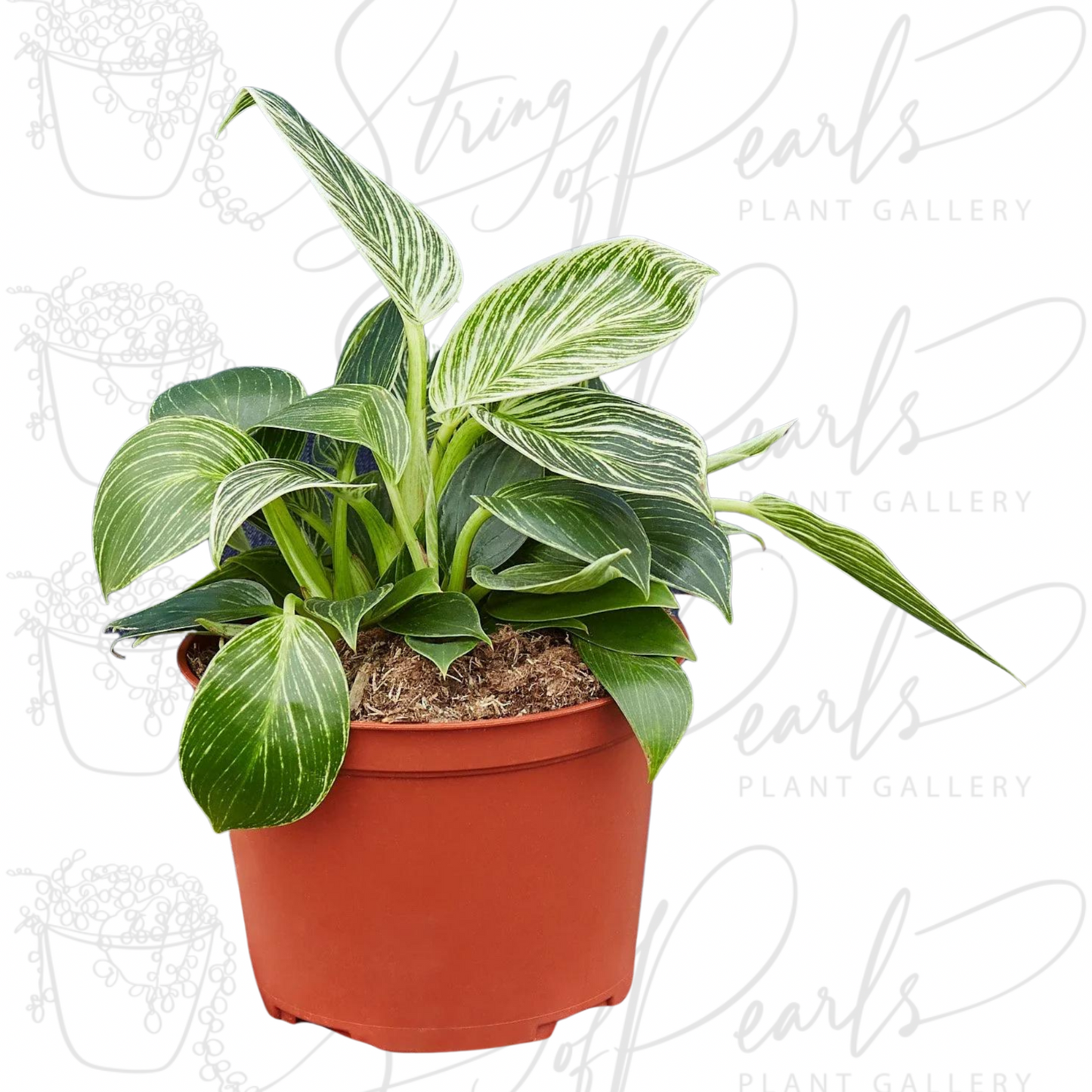 Philodendron 'Birkin'