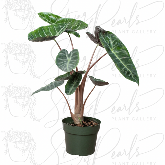 A potted Alocasia Pink Dragon plant, also known as Elephant Ear, with large, dark green, arrow-shaped leaves that have prominent white veins. The plant is placed in a simple green nursery pot, and its tall, slender stems give it an elegant and striking appearance. The image captures the unique texture and vibrant color of the leaves against a neutral background.