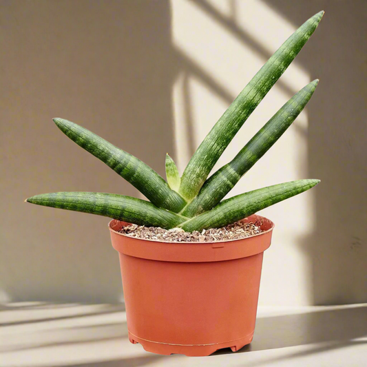 Snake Plant Starfish