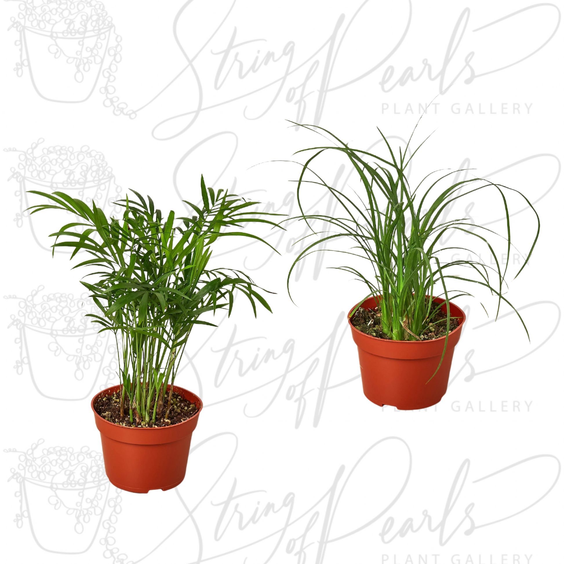 A pair of potted plants, featuring a Parlor Palm (Chamaedorea elegans) on the left with its lush, delicate fronds, and a Ponytail Palm (Beaucarnea recurvata) on the right with its long, arching, thin leaves that cascade from a bulbous base. Both plants are popular for their unique foliage and ease of care as indoor houseplants.