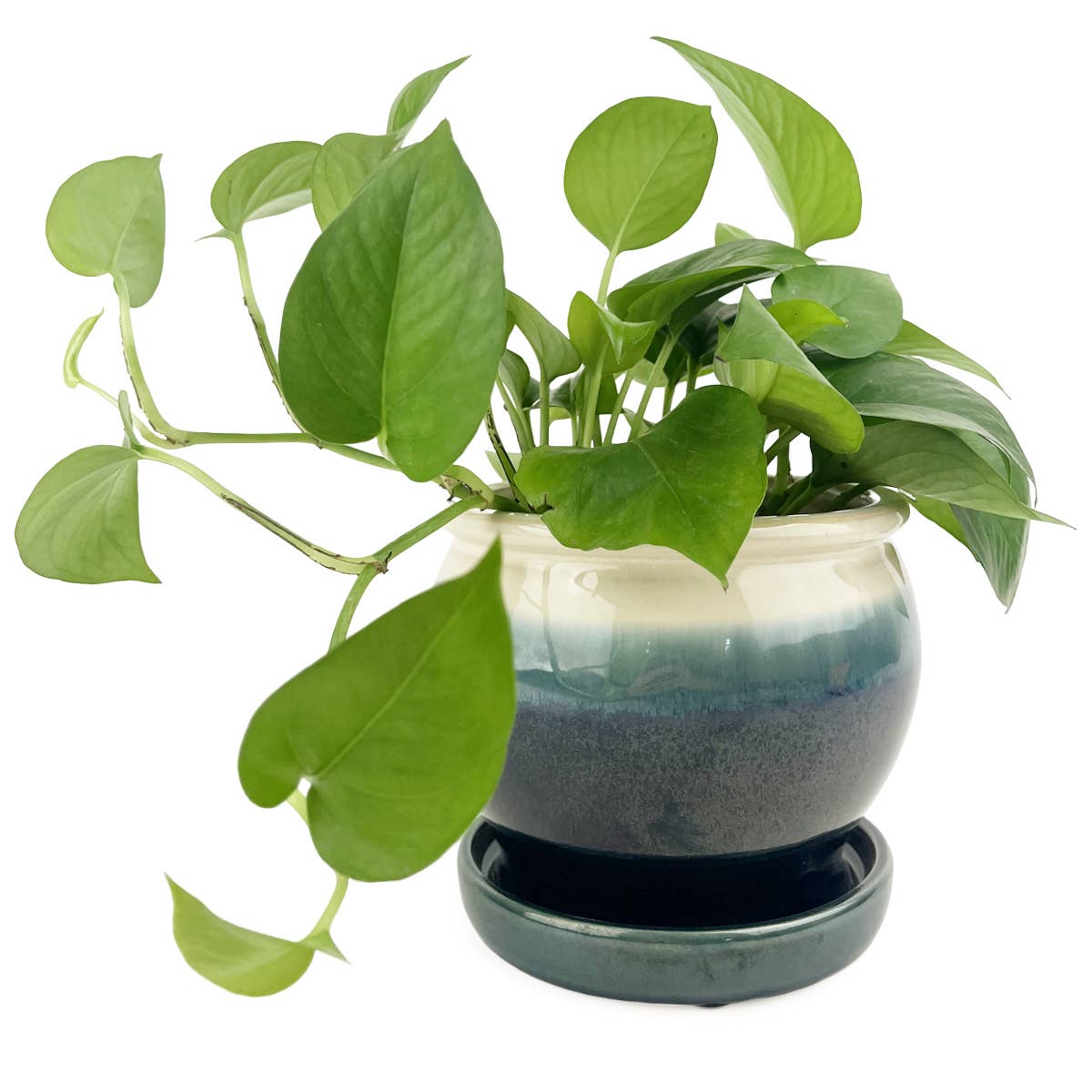 6" Dark Blue Ceramic Pot with Cream Rim & Attached Saucer