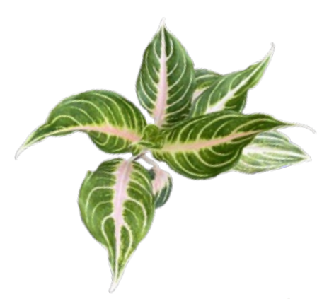 Aglaonema 'Pink Panama'