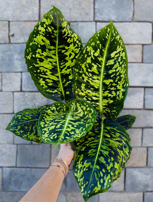 Dieffenbachia Reflector