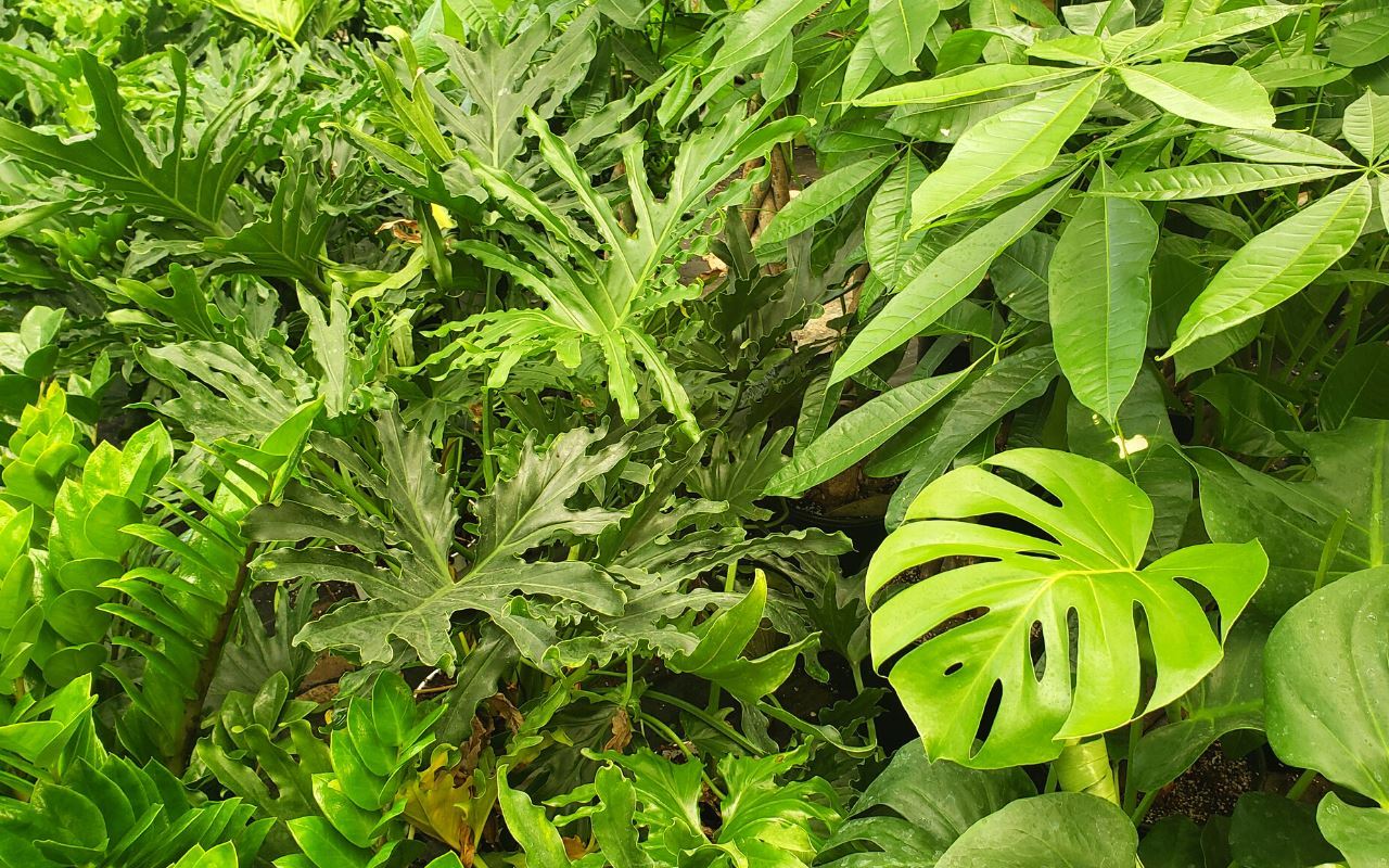 A vibrant collection of lush green tropical plants, including Philodendron, Monstera, and other broad-leaf varieties. The dense foliage features a mix of large, glossy leaves, some with unique splits and holes, creating a rich, natural jungle-like appearance. The image highlights the different shapes and textures of the leaves, with a bright, natural light illuminating the various shades of green.