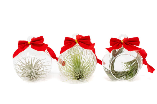 Mini Velvet Bow Ornament Globes with Assorted Air Plants