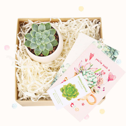 Valentine Gift Box - 1 Succulent