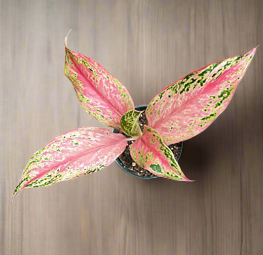 Aglaonema Pink Butterfly 4 inch