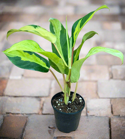 Philodendron Thai Sunrise