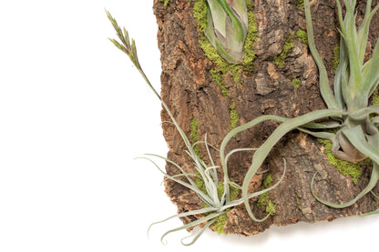 Fully Assembled Air Plant Cork Bark Displays- Multiple Sizes