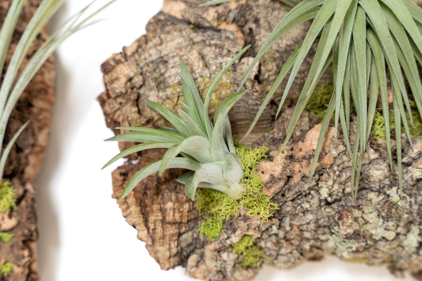 Fully Assembled Air Plant Cork Bark Displays- Multiple Sizes