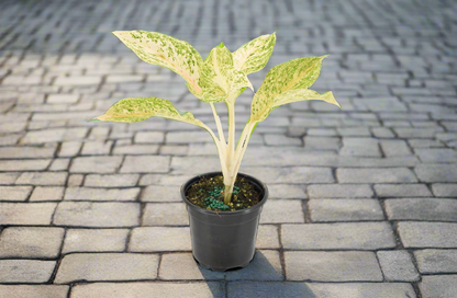 Aglaonema 'White Snow Dream'