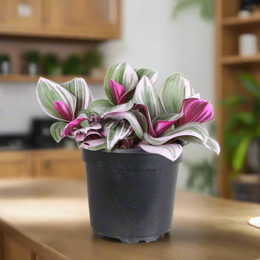 Tradescantia 'Nanouk'