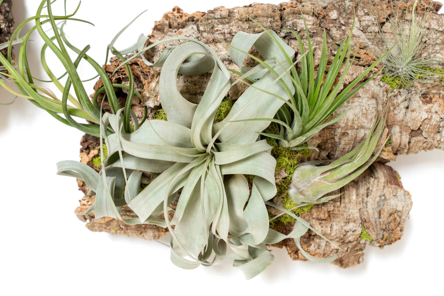 Fully Assembled Air Plant Cork Bark Displays- Multiple Sizes