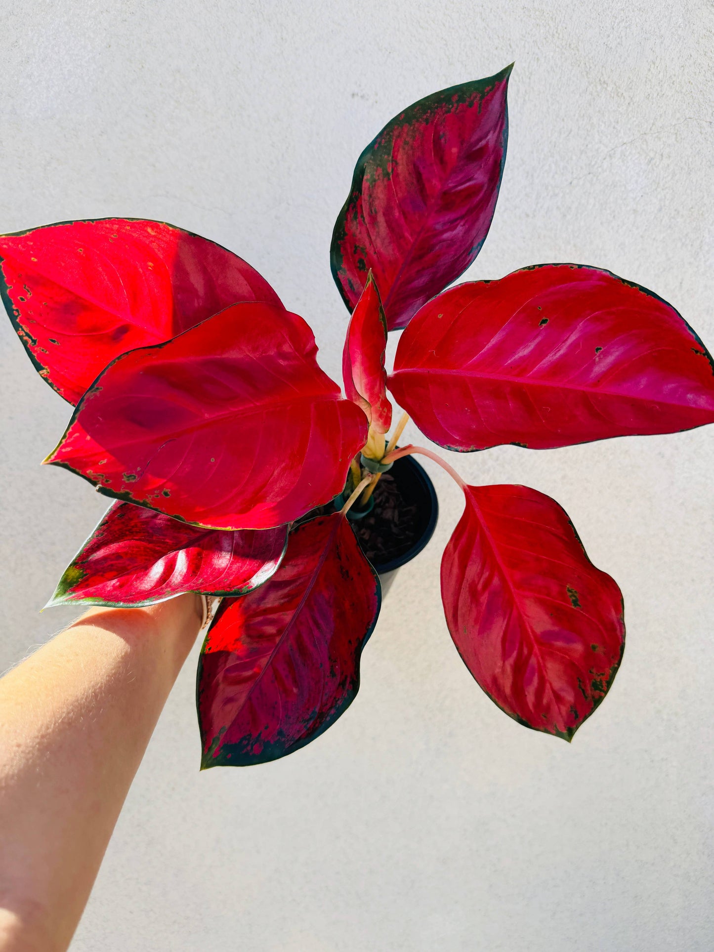 Aglaonema 'Suksom Jaipong' *Rare