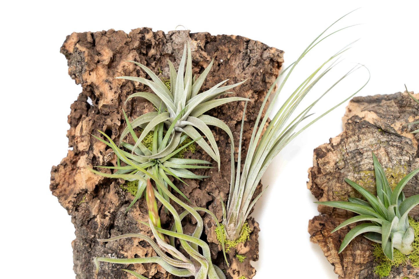 Fully Assembled Air Plant Cork Bark Displays- Multiple Sizes