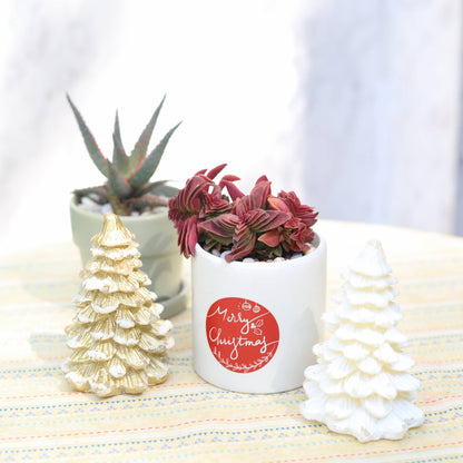 Crassula Red Pagoda Shark Tooth