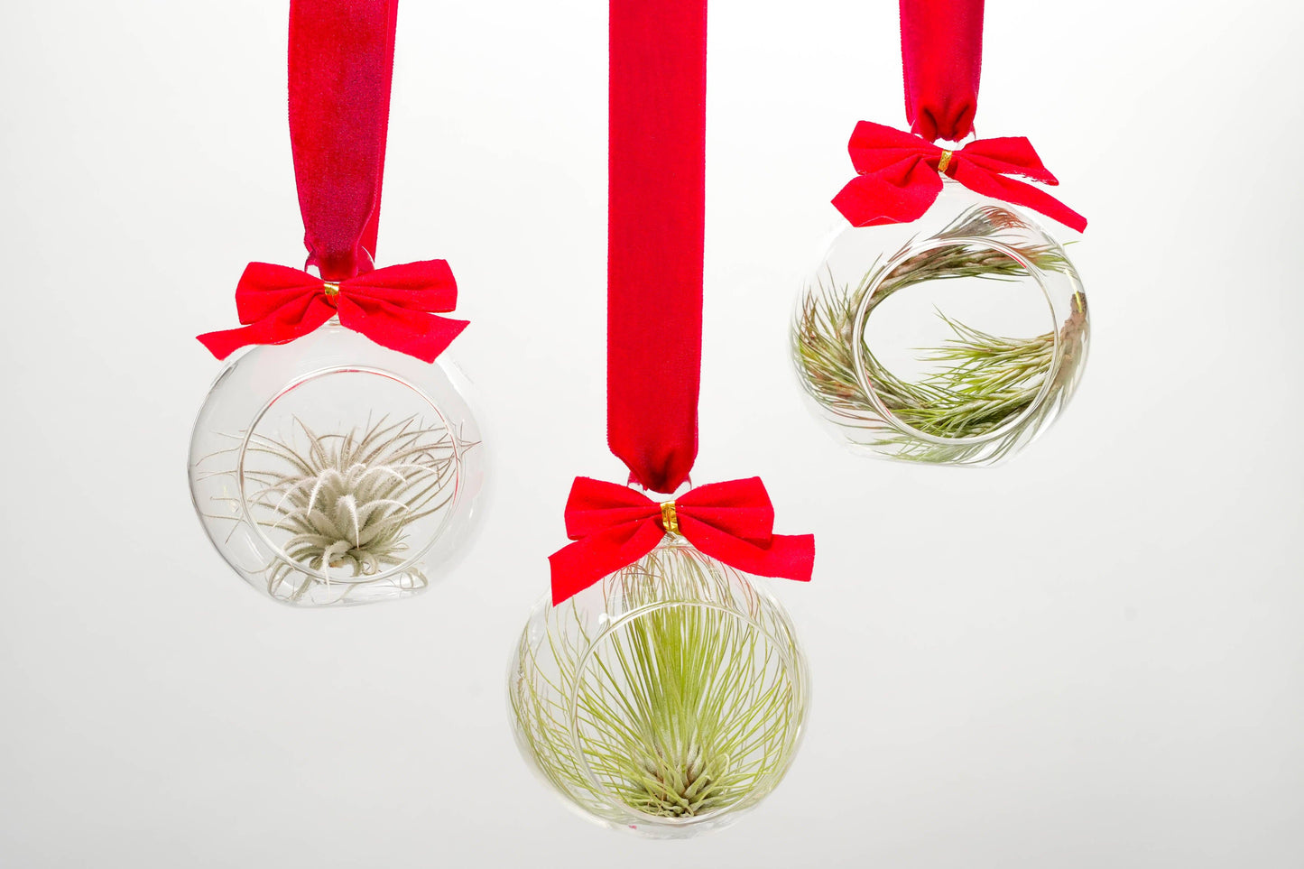 Mini Velvet Bow Ornament Globes with Assorted Air Plants