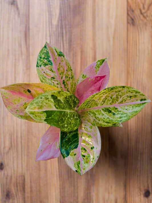 Aglaonema Prakaiphet