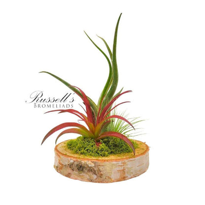 Wood Arrangement with Air Plants