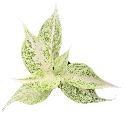 Aglaonema 'White Snow Dream'