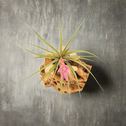 Air plant with pink flower on a piece of wood against a white background, featuring 'Russell's Bromeliads' logo.