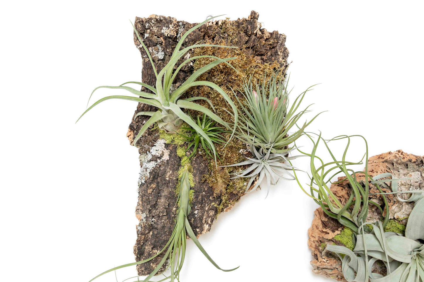 Fully Assembled Air Plant Cork Bark Displays- Multiple Sizes