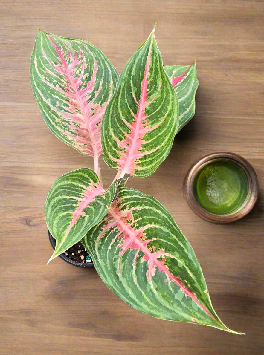 Aglaonema Mahanakorn 4 inch