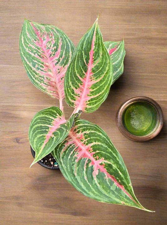 Aglaonema Mahanakorn 4 inch