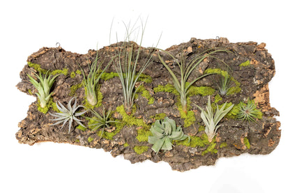 Fully Assembled Air Plant Cork Bark Displays- Multiple Sizes