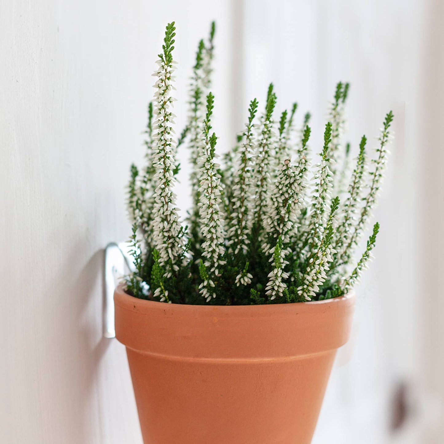 Clippy - Wall mounting kit for 5 plant pots