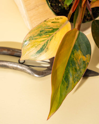 Variegated Philodendron Red Congo 'Red Hot'