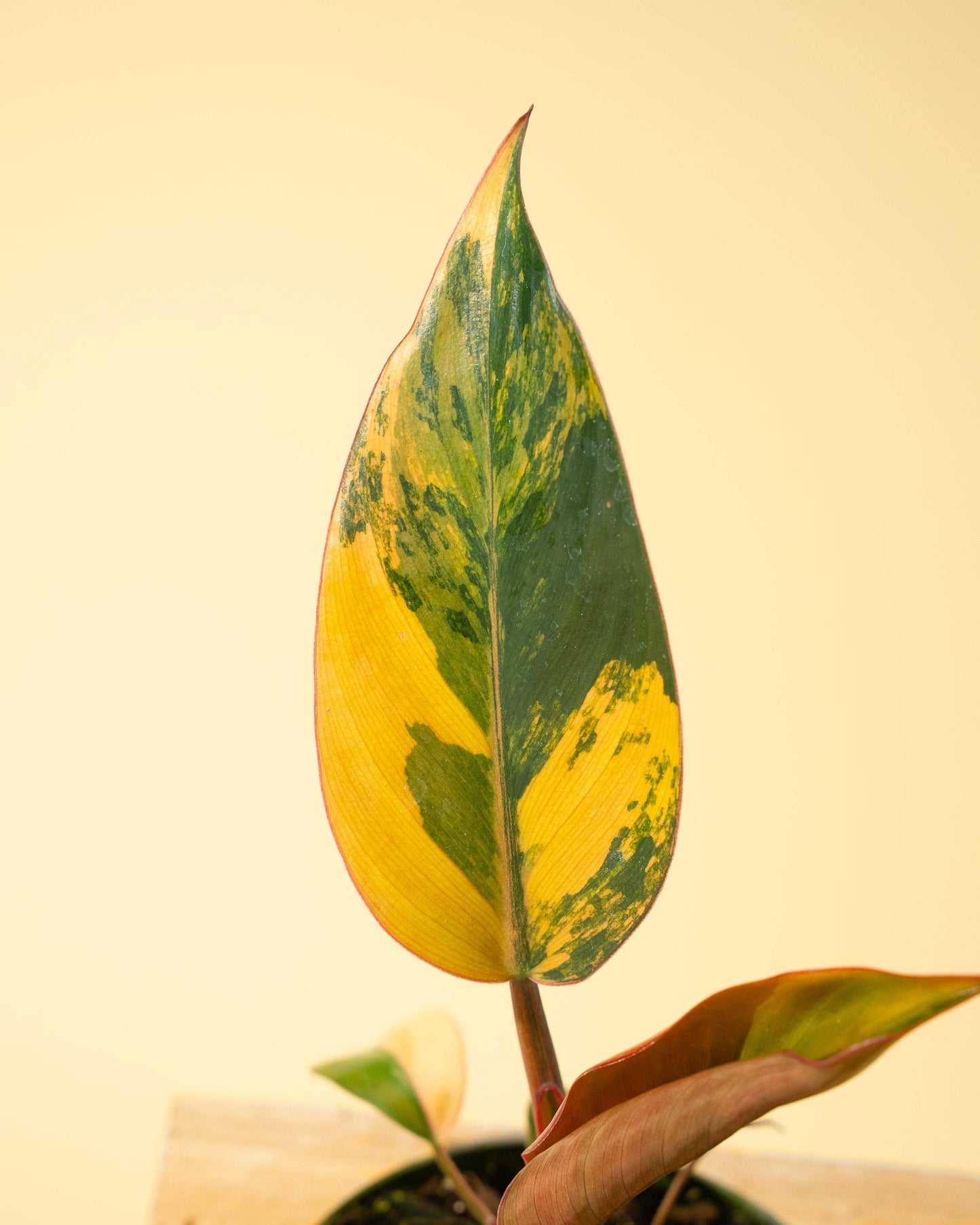 Variegated Philodendron Red Congo 'Red Hot'