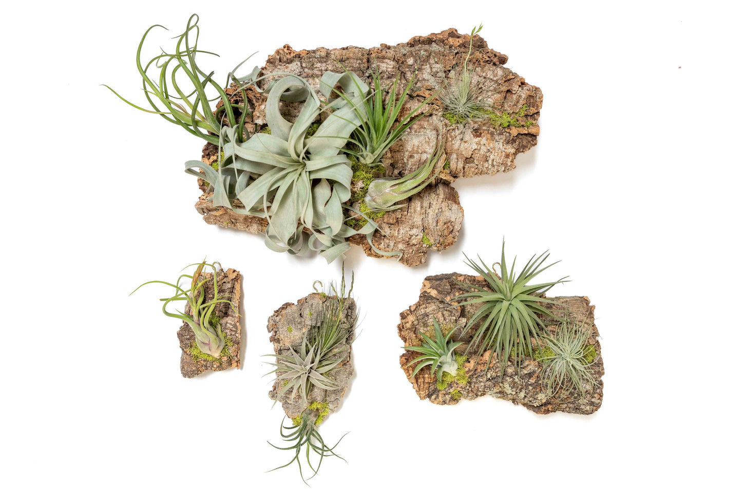 Fully Assembled Air Plant Cork Bark Displays- Multiple Sizes