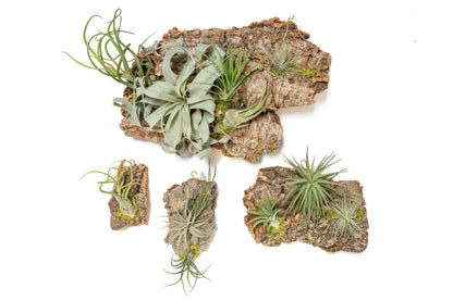 Fully Assembled Air Plant Cork Bark Displays- Multiple Sizes