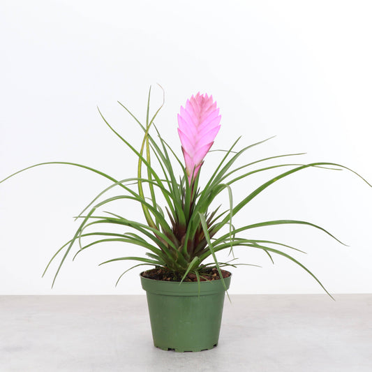 Bromeliad 'Pink Quill'  - 4" Live Plant