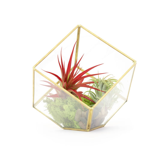 Heptahedron Geometric Glass Terrarium with Custom Air Plants