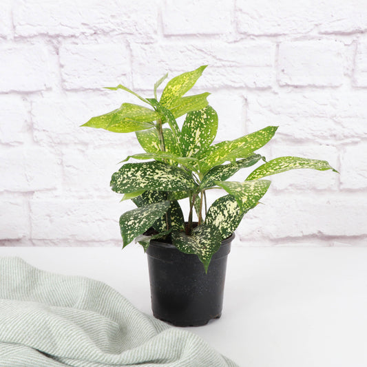 Gold Dust Dracaena