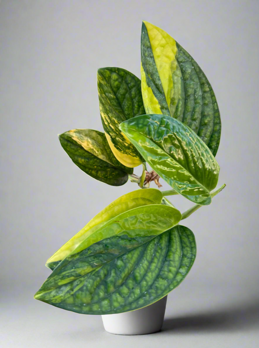 Variegated Monstera Peru