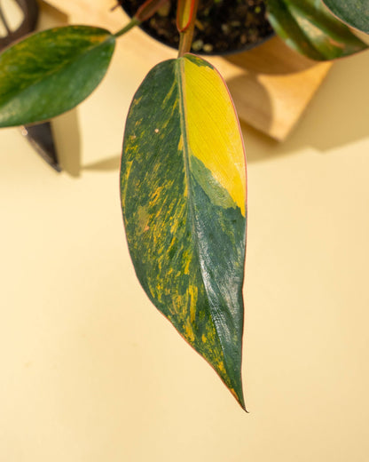 Variegated Philodendron Red Congo 'Red Hot'