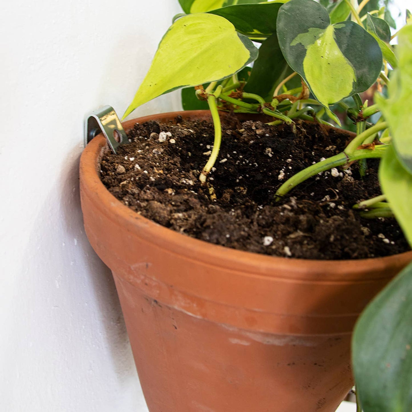 Clippy - Wall mounting kit for 5 plant pots