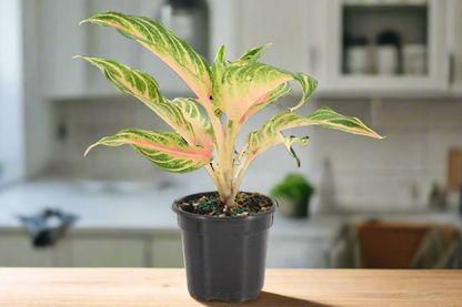 Aglaonema 'Pink Panama'