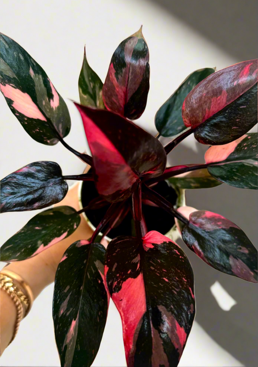 Philodendron Black Cherry